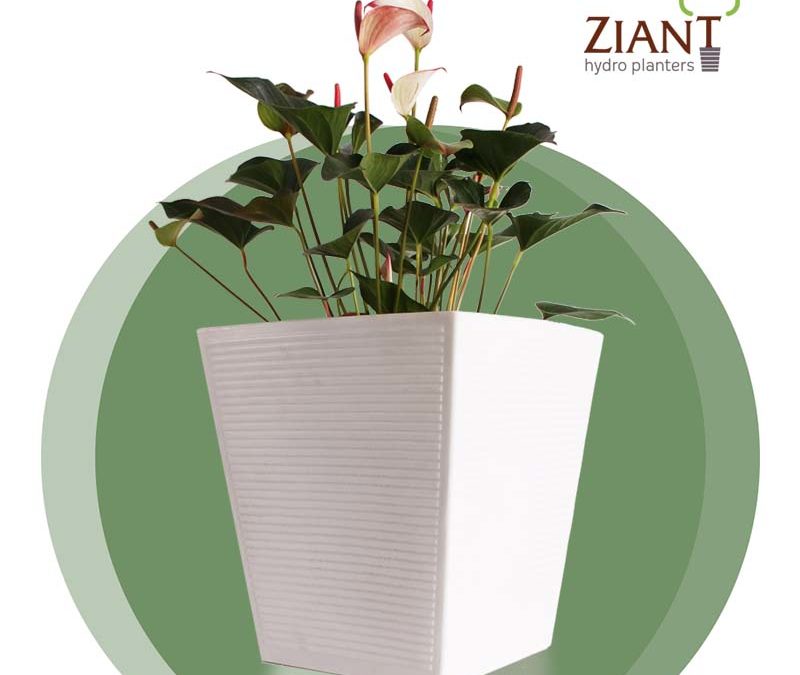 Ziant Hydro Plant Pot