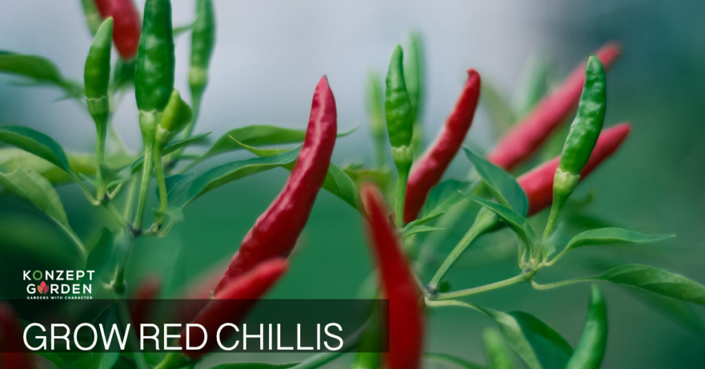 Grow your own Chilli Peppers