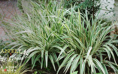Who knows this plant ‘Dianella Lily Grass'