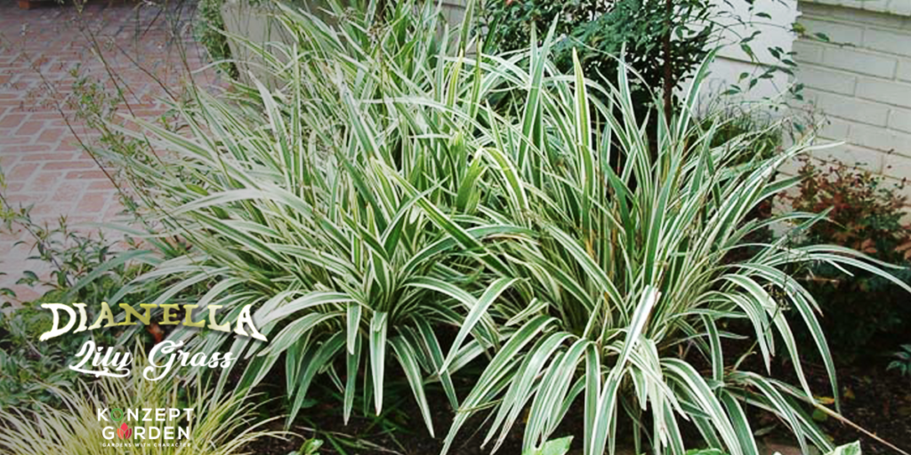 Who knows this plant ‘Dianella Lily Grass’