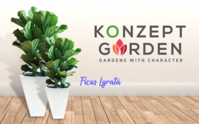 Everyone's Indoors Favourite Plant – Ficus Lyrata
