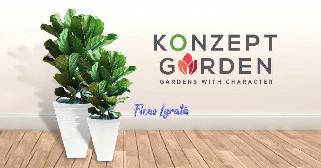 Everyone’s Indoors Favourite Plant – Ficus Lyrata