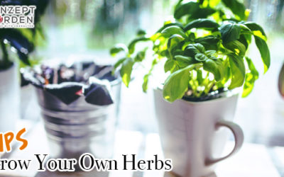 Start Your Own Herb Gardening
