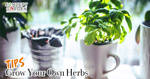 Start Your Own Herb Gardening