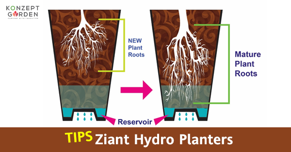 Tips for the new Owner of Ziant Hydro Planter