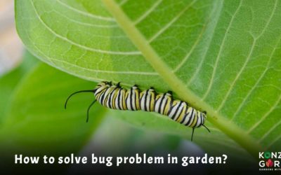 How to solve bug problem in a garden?