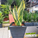 New Twisted Species of Snake Plant Sansevieria Trifasciata [LAURENTII] | with Our Ziant Hydro Planter ZP001-XXS-Black Image