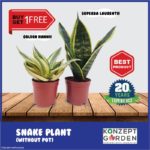 Snake Plant Superba Laurentii | Golden Hahnii [without planter pot] | Buy 1 Free 1