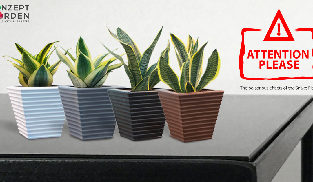 Be Careful Grow & Why You Should Have A Snake Plant In Your Home