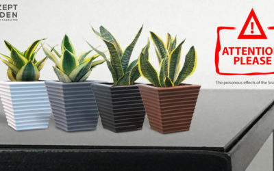 Be Careful Grow & Why You Should Have A Snake Plant In Your Home