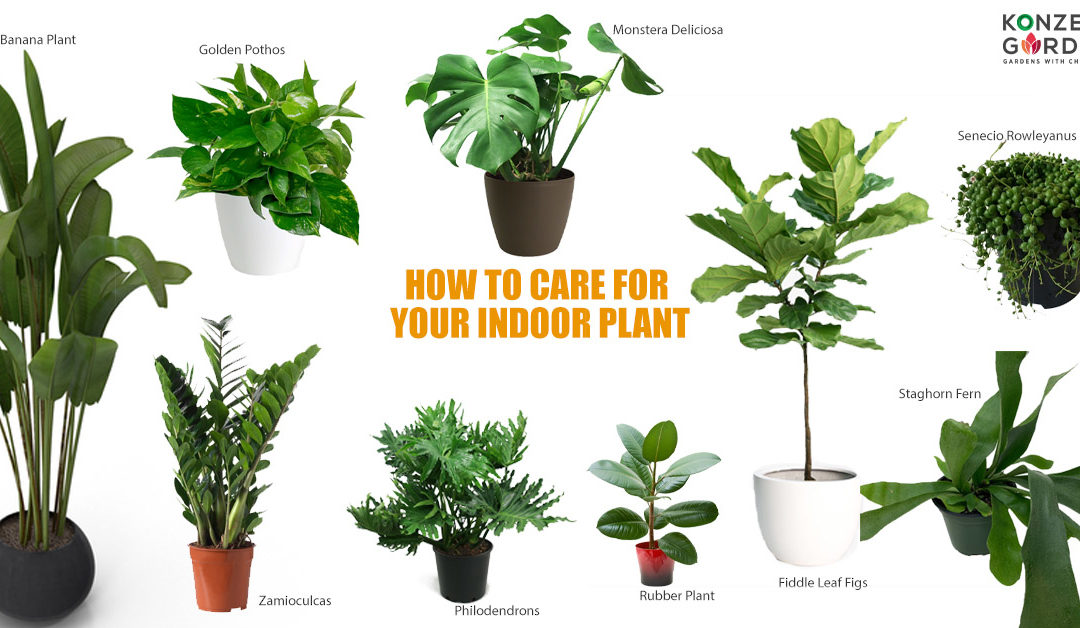 11 Types of Indoor Plants and How To Care For Your Indoor Plant?