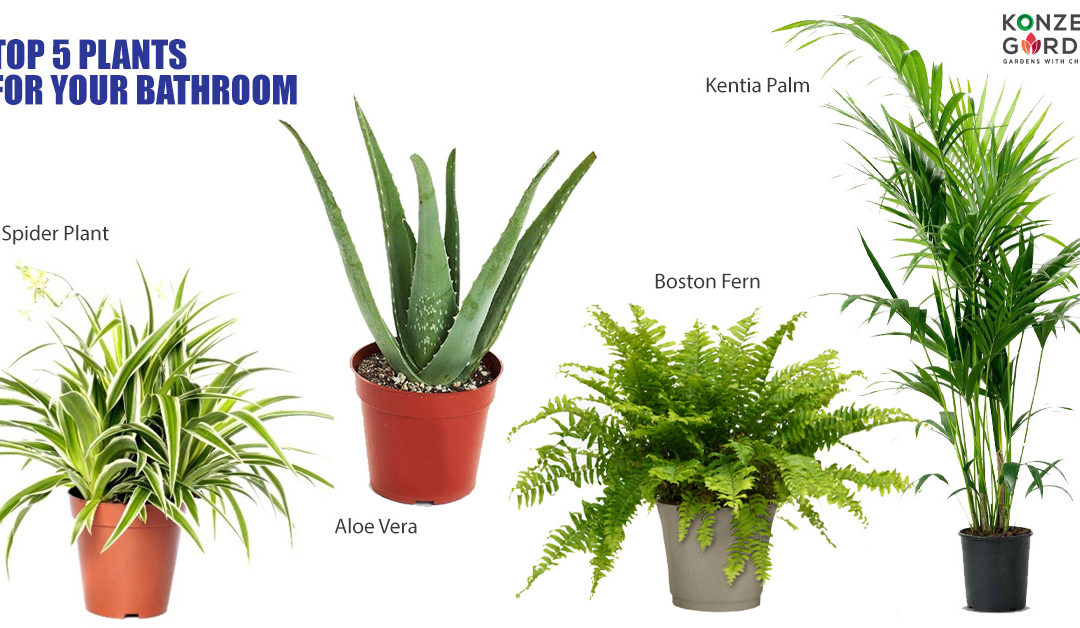 Top 5 Plants For Your Bathroom in Malaysia