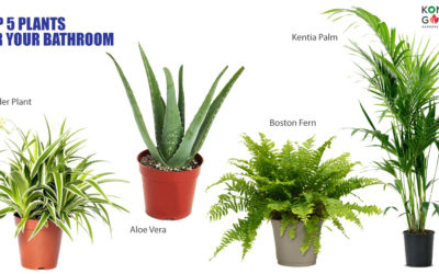 Top 5 Plants For Your Bathroom in Malaysia