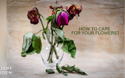 5 Ways To Care For Your Flowers?