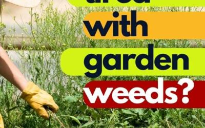 How to Reduce Weeds in Your Garden?
