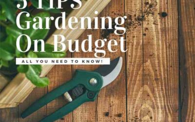 5 Tips Gardening on a Budget