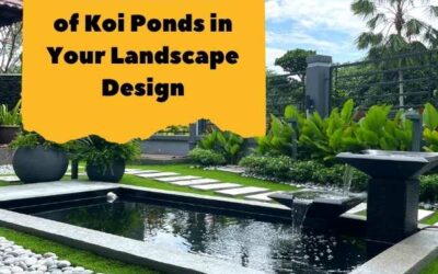 The Benefits of Koi Ponds in Your Landscape Design