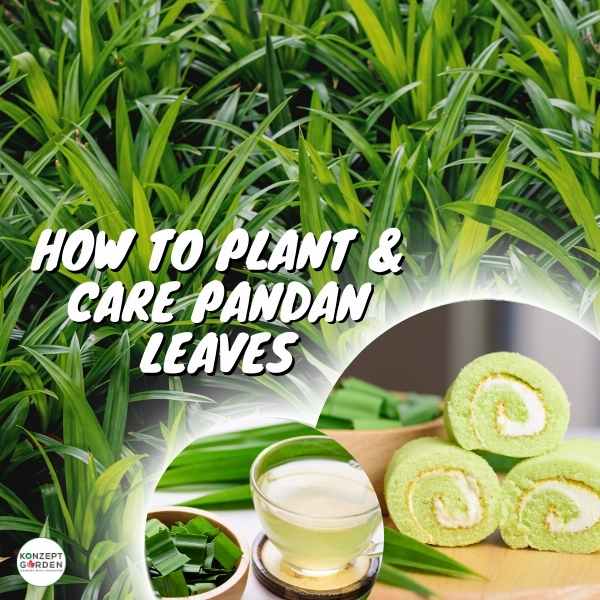 How to plant and care pandan leaves?