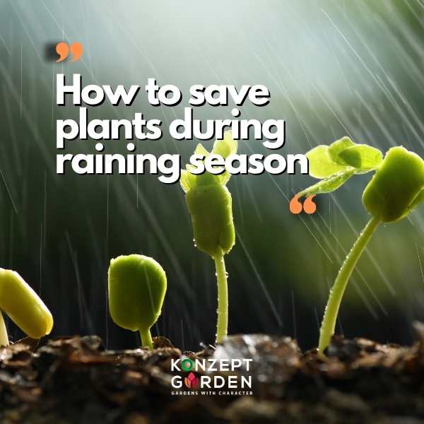 How to save plants during raining season?