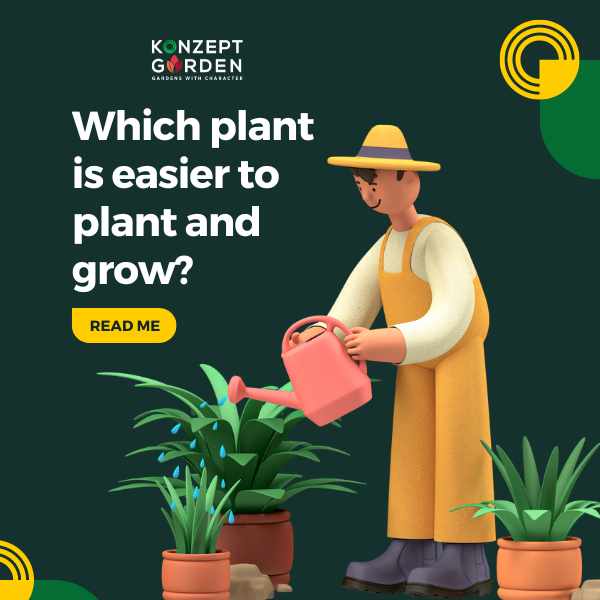 Which plant is easier to plant and grow?