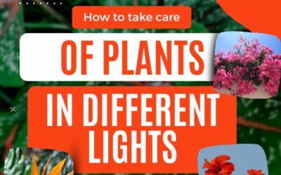 How to Take Care of Plants in Different Light Conditions